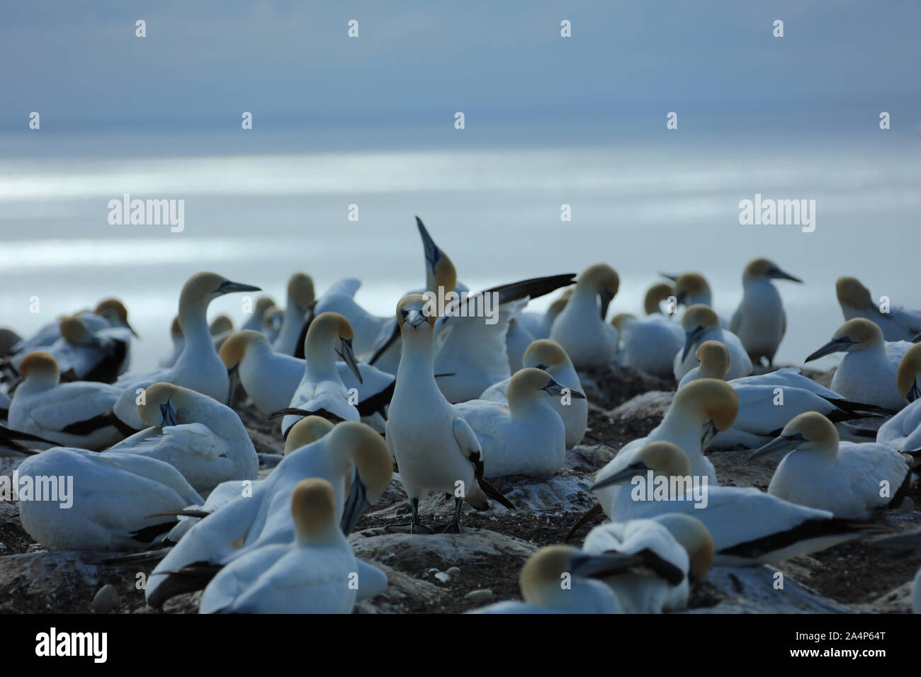 Tölpel in Neuseeland im Cape Kidnapper Stockfoto