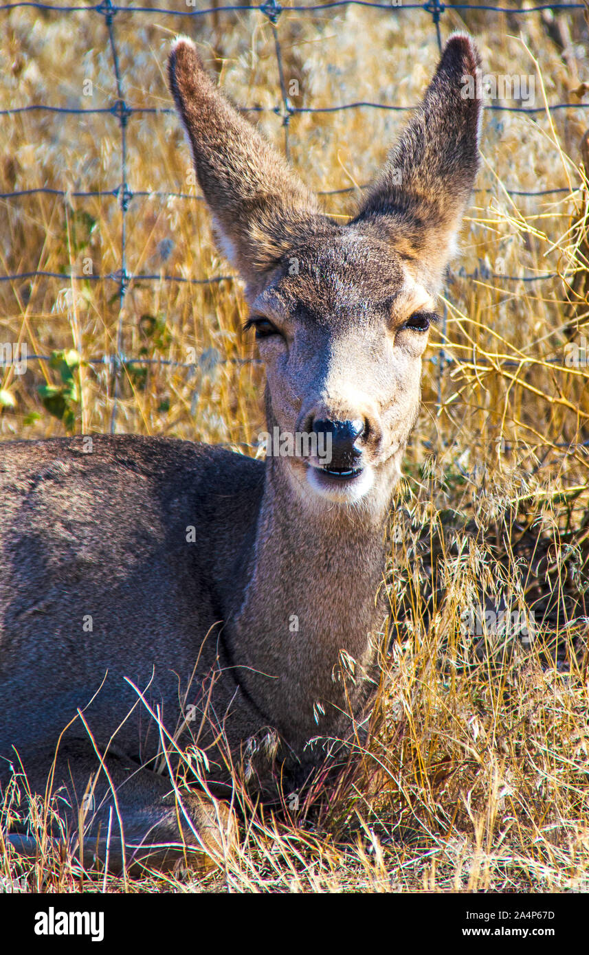 Whitetail Deer im hohen Gras der östlichen Colorado Plains Stockfoto