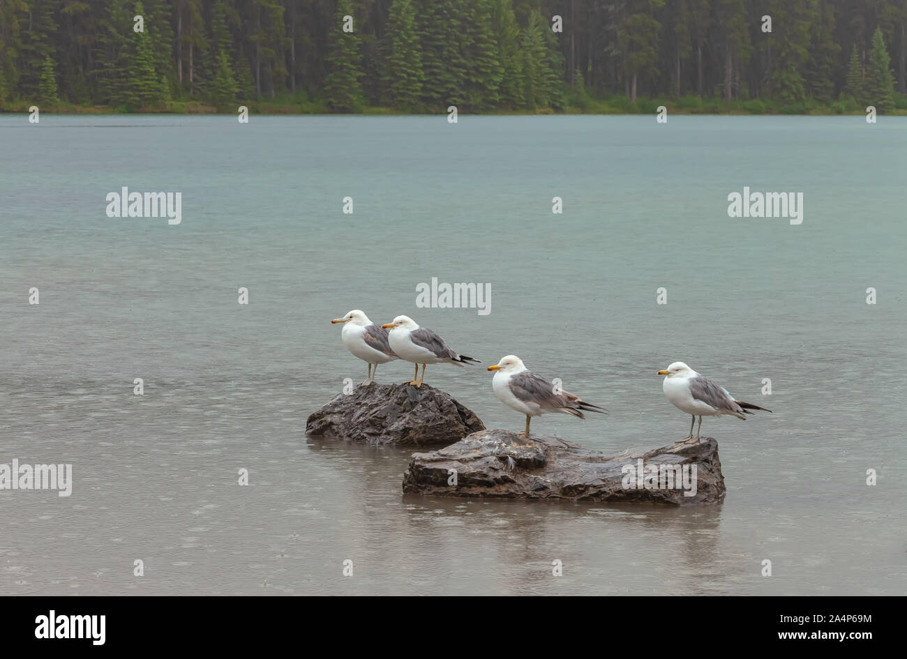 Kalifornien Möwen (Larus Californicus) Barsch auf einem Felsen unter starkem Regen im Banff National Park, Kanada Stockfoto