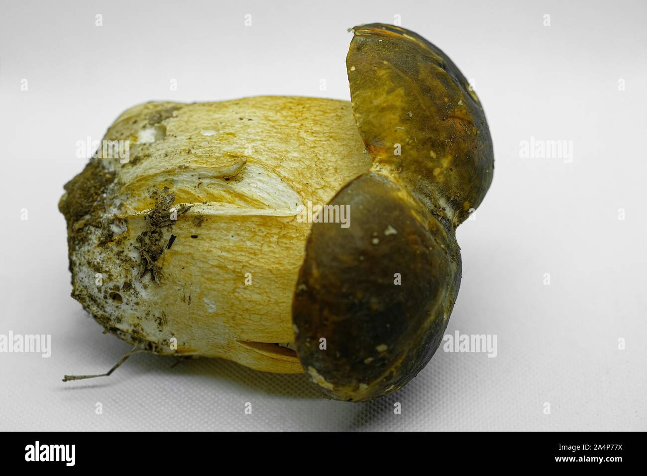 Isolierte raw Boletus edulis Steinpilz Pilz auf weißem Hintergrund, Herbst essen Stockfoto