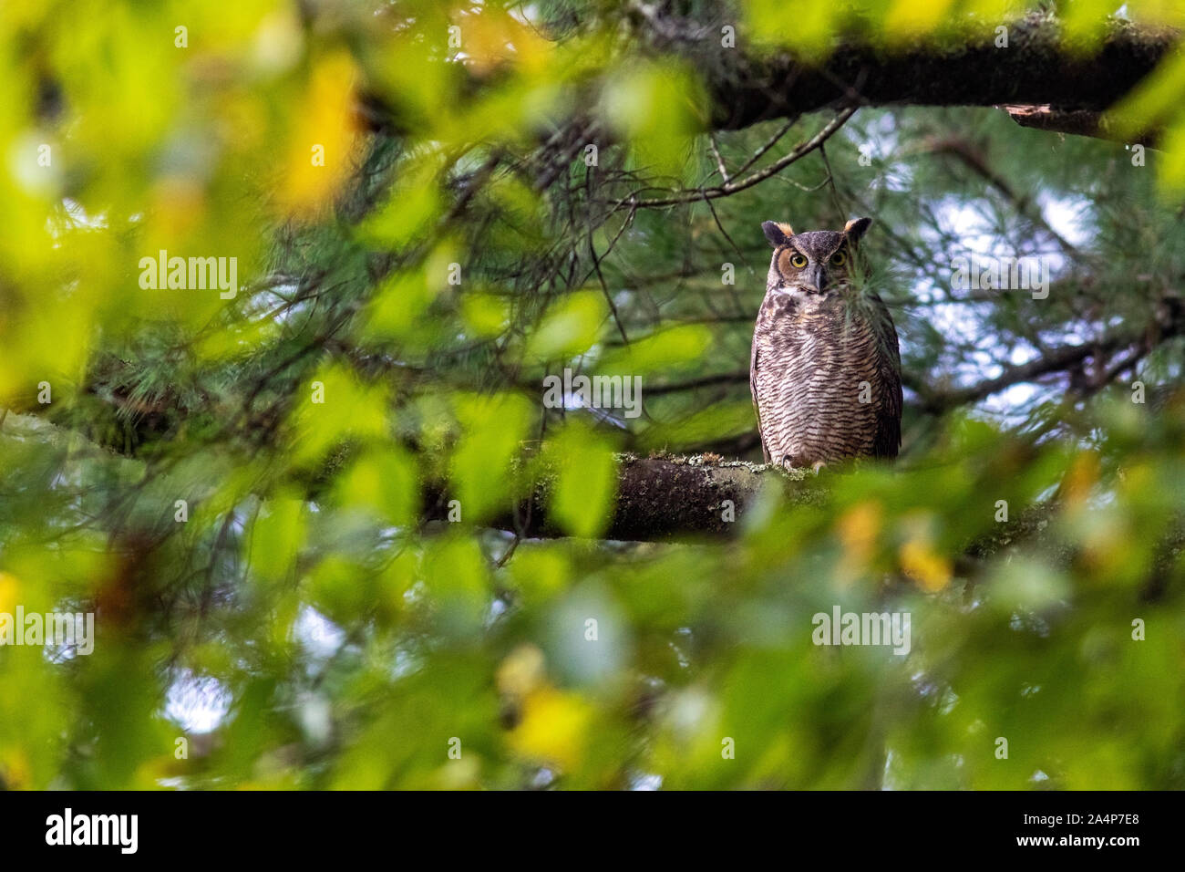 Great Horned Owl (Bubo virginianus) - Brevard, North Carolina, USA Stockfoto