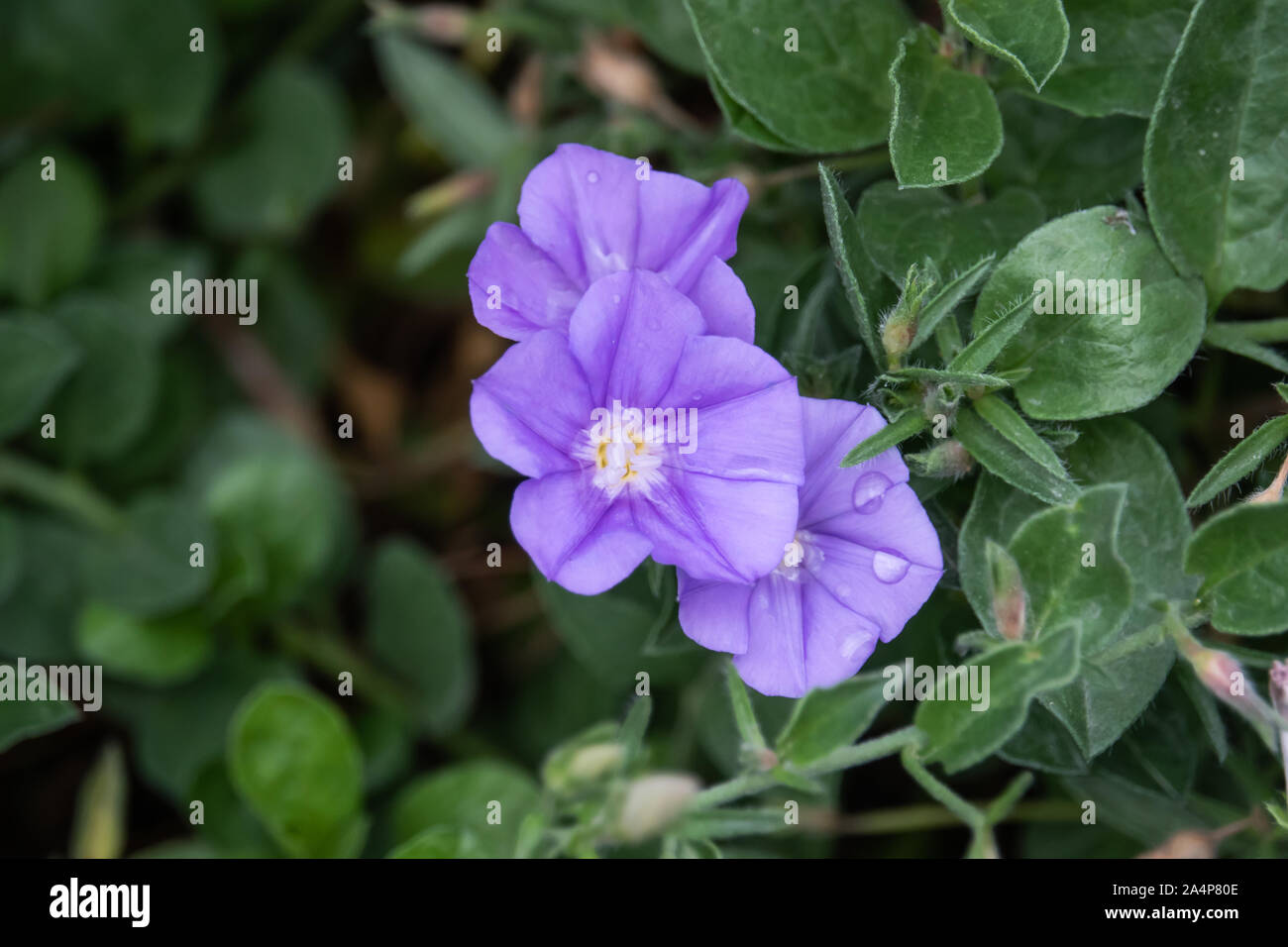 Blue Rock Bindweed Blume in voller Blüte Stockfoto