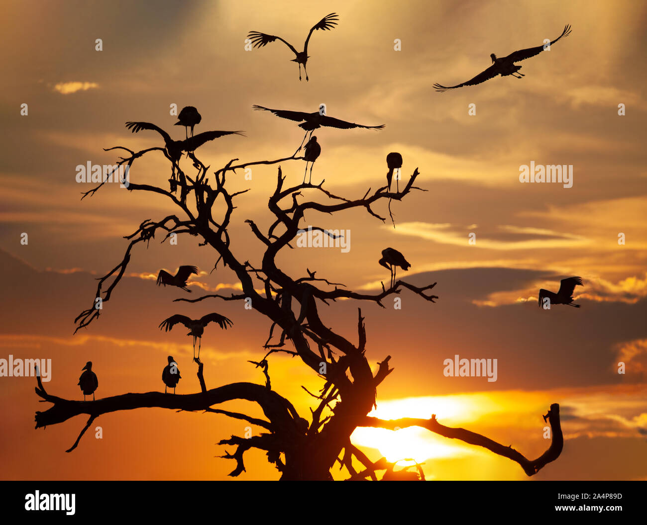 Eine Gruppe von marabou Störche in einem Baum im Okavango, Kasane, Botswana Stockfoto