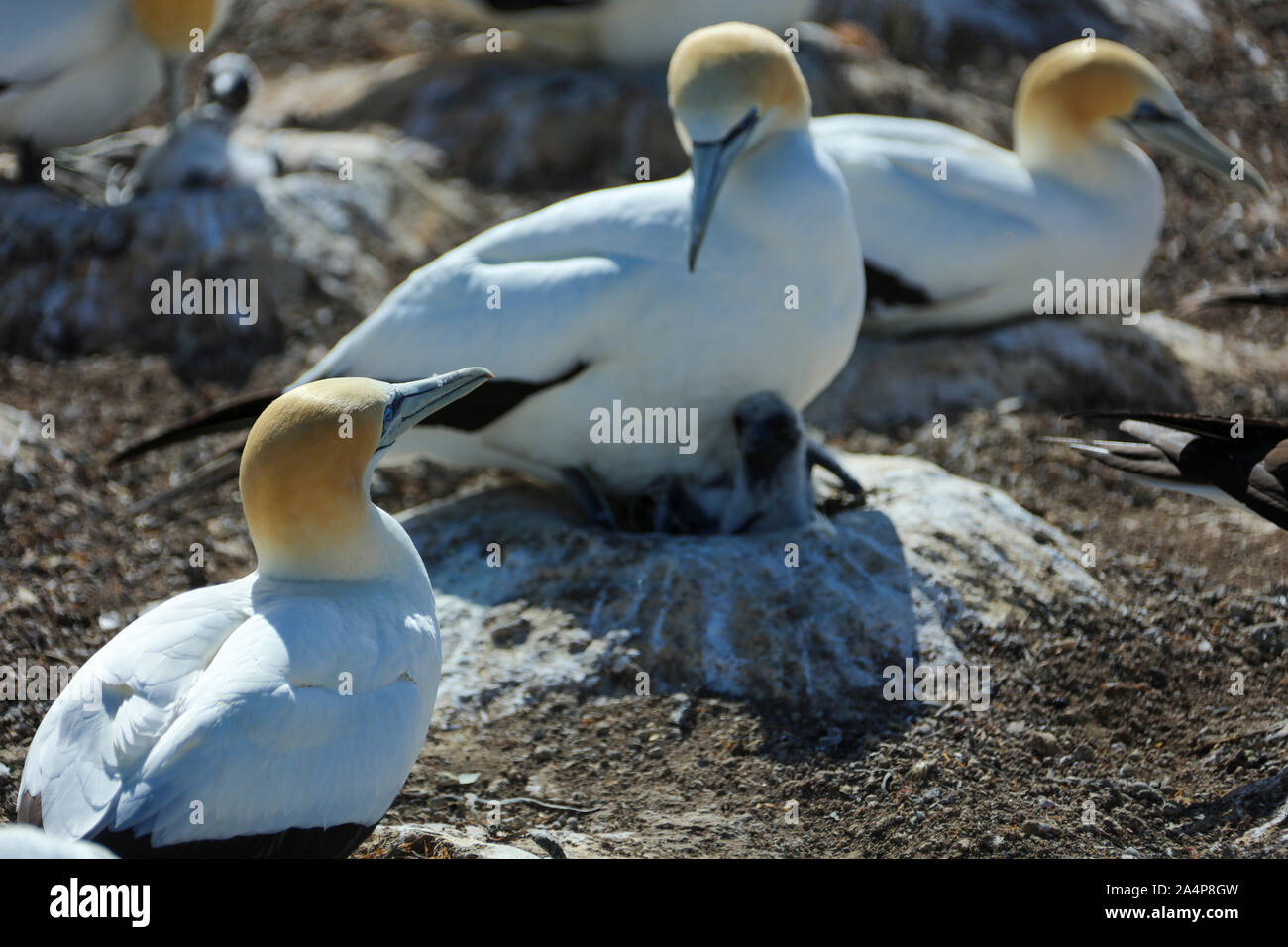 Tölpel in Neuseeland im Cape Kidnapper Stockfoto