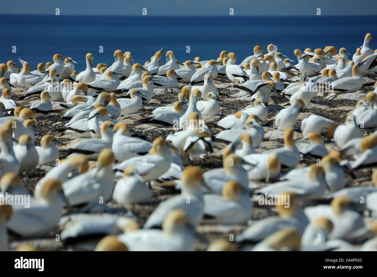 Tölpel in Neuseeland im Cape Kidnapper Stockfoto
