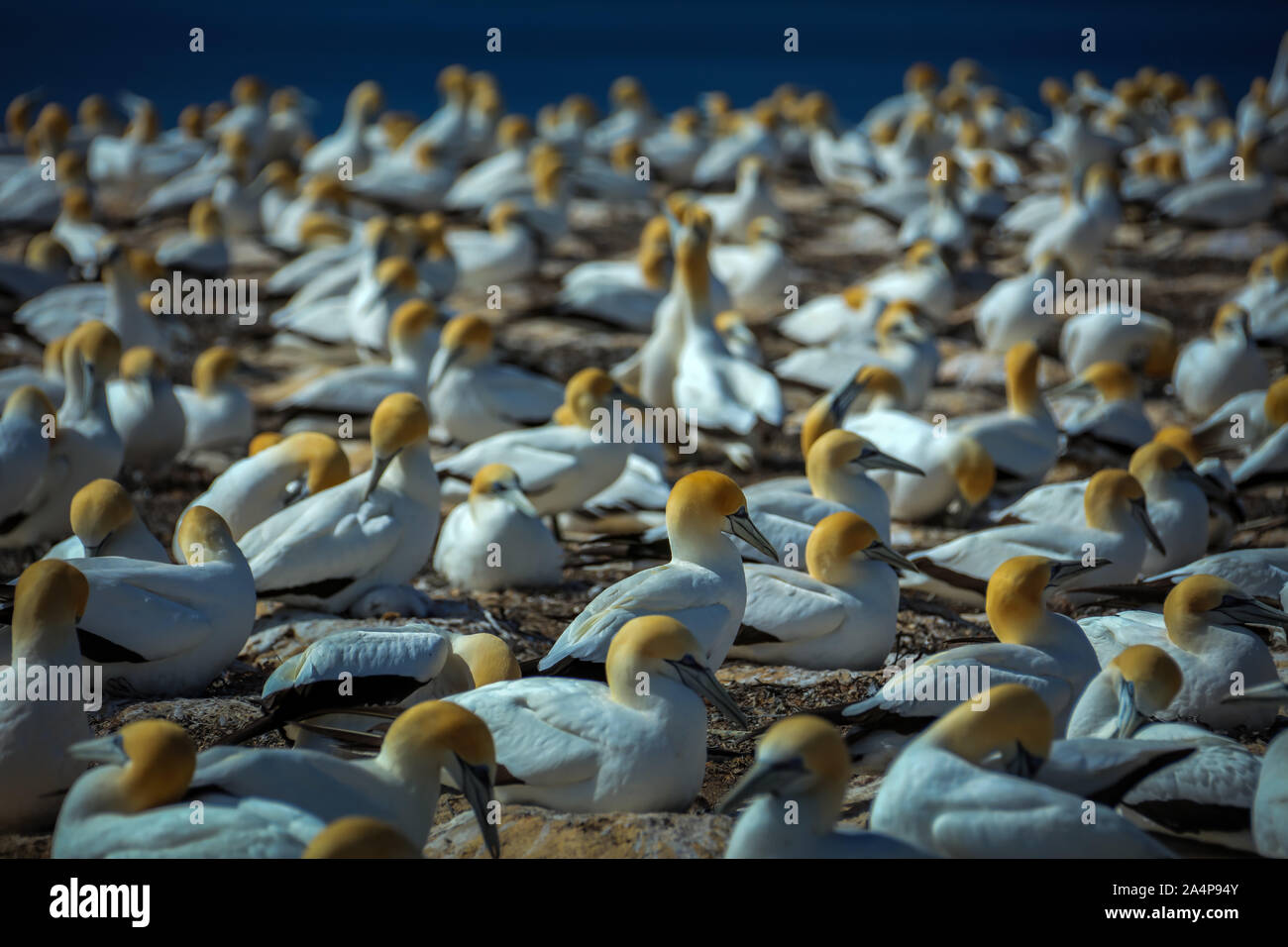 Tölpel in Neuseeland im Cape Kidnapper Stockfoto