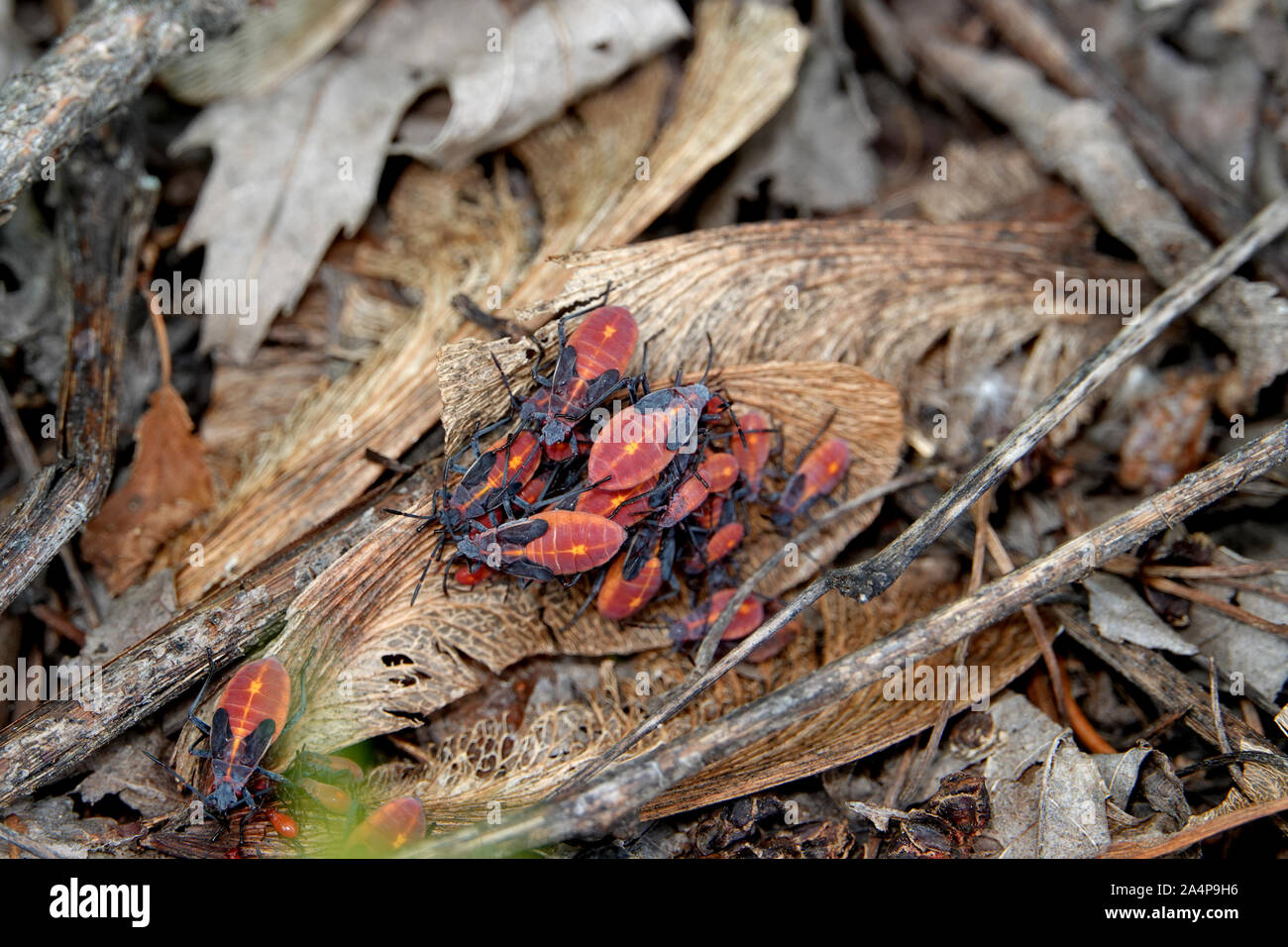 Boxelder Bugs auf Maple Samara Stockfoto