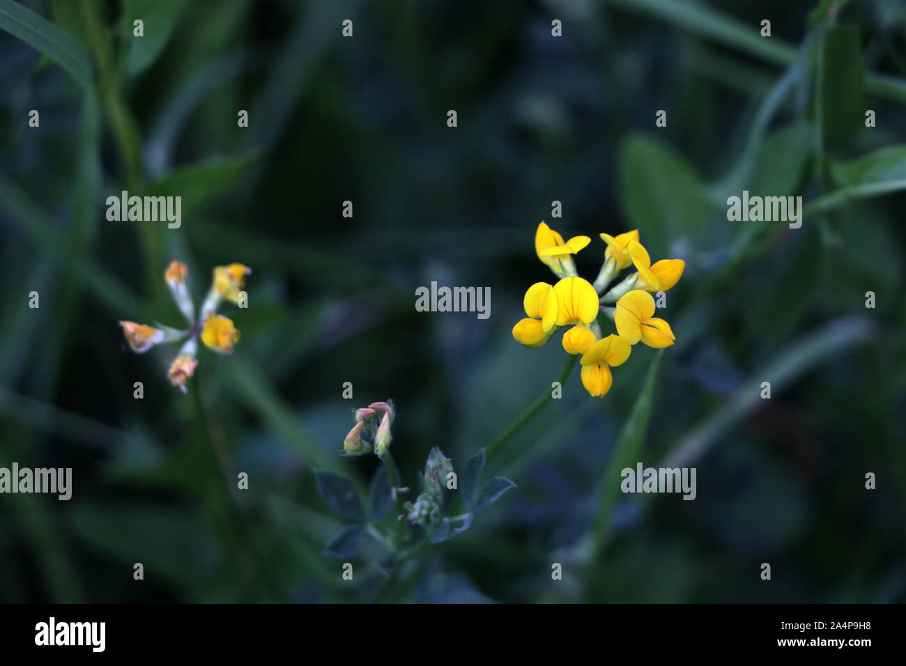 Bird's-foot Trefoil (cornikulatus) Blüte. Stockfoto