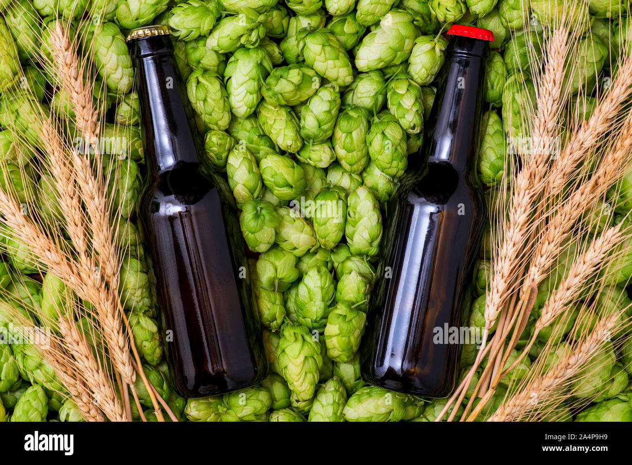 Ein Glas Flaschen Bier, grüne Kegel von Hopfen und Weizen Korn Ansicht von oben. Stockfoto