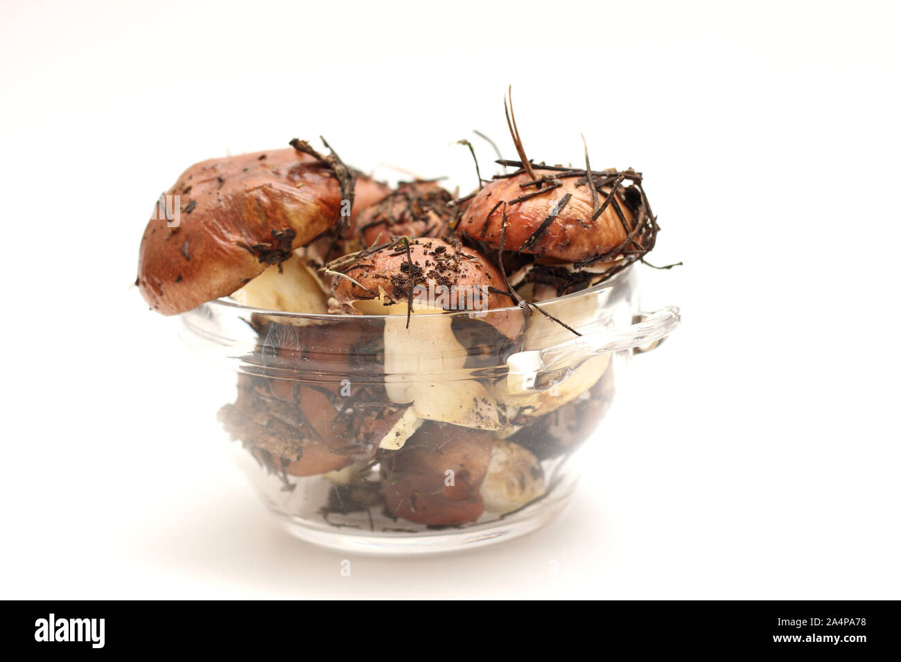 Suillus Pilze in einer transparenten Glas Schüssel auf einem weißen Hintergrund. Armful schmutzig, ungeschält, Butter Pilze Stockfoto