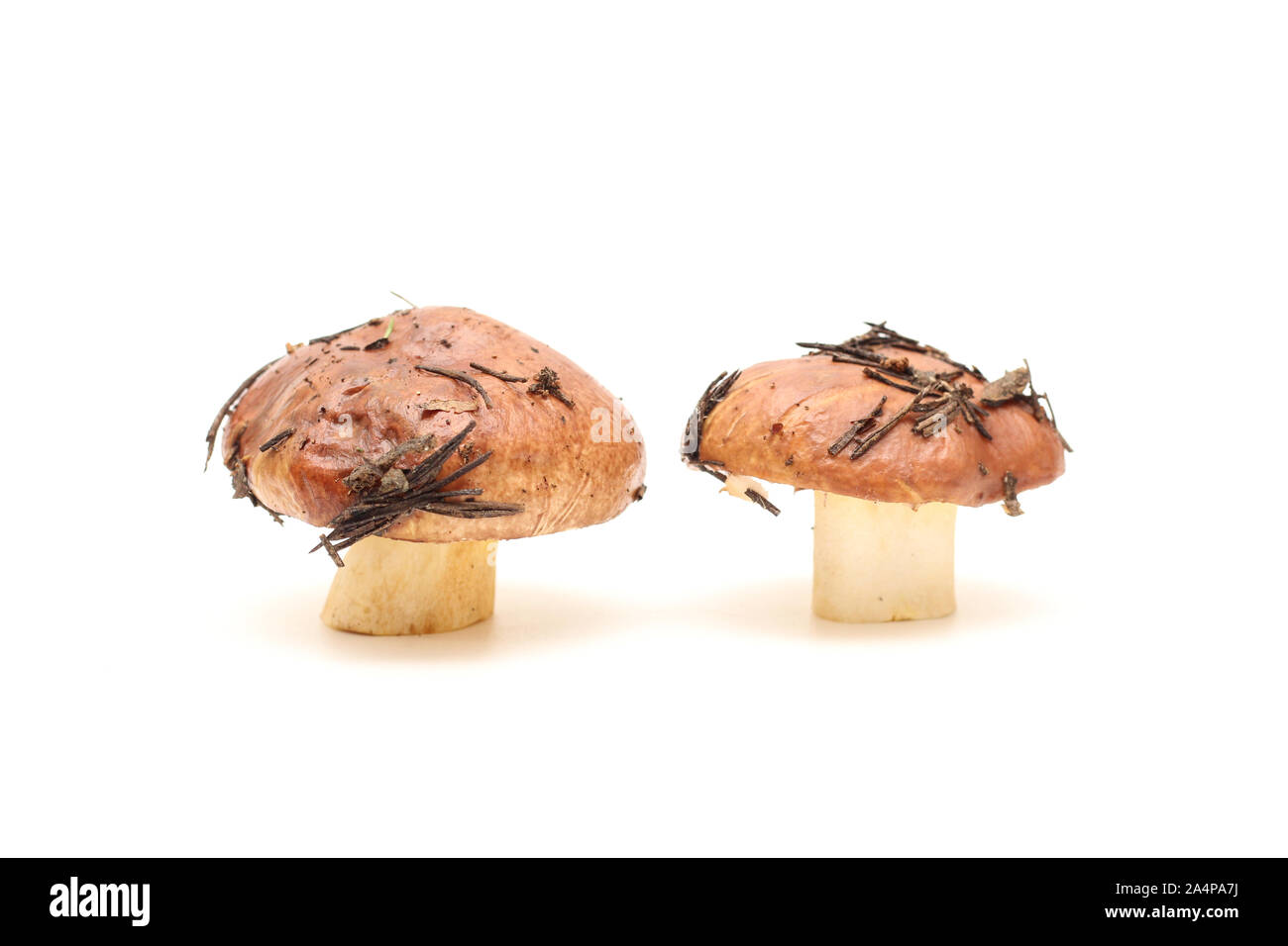 Zwei schmutzig, ungeschält stehend auf Rohr Suillus Pilze auf einem weißen Hintergrund. Stockfoto