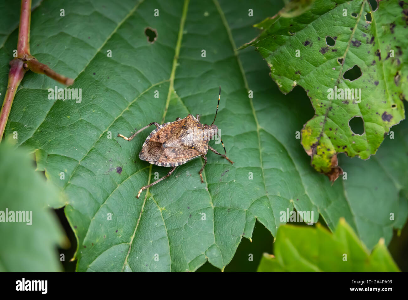 Braun Marmorated stinken Bug auf Blatt Stockfoto