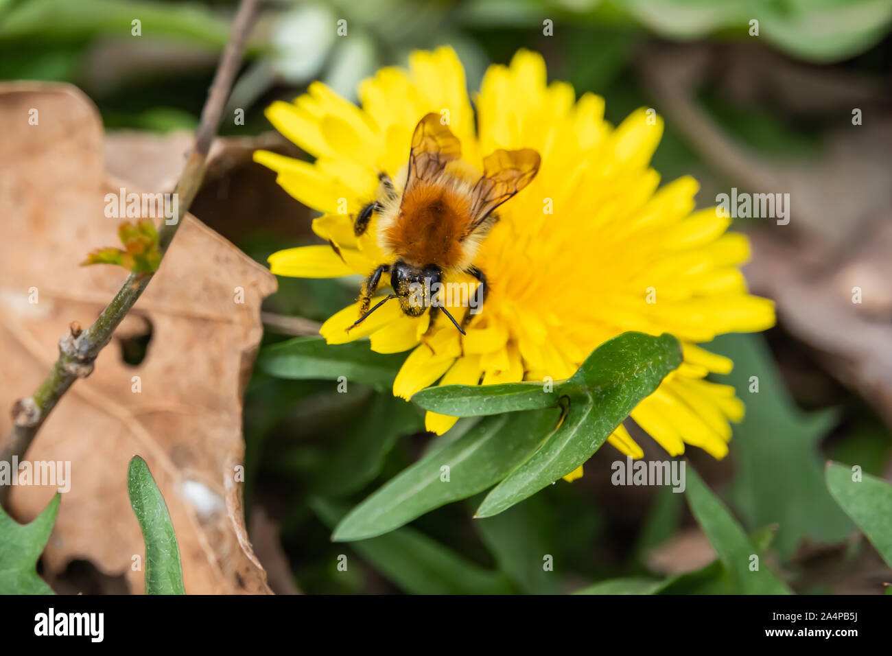Hummel auf Löwenzahn Blume im Frühling Stockfoto
