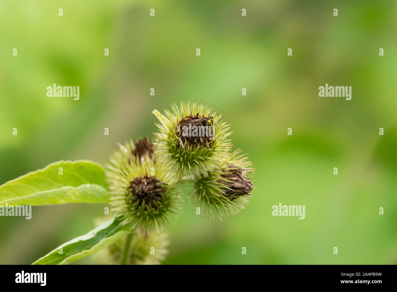 Gemeinsame Klette Früchte entwickeln im Sommer Stockfoto