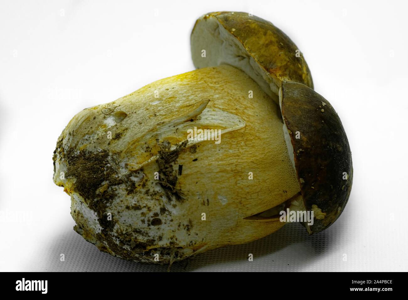 Isolierte wilde Boletus edulis Steinpilz Pilz auf weißem Hintergrund, Herbst essen Stockfoto