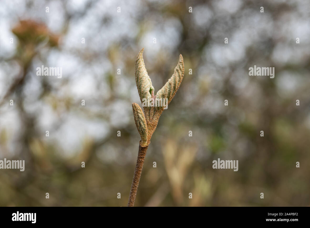 Burkwood Viburnum Blätter sprießen im Winter Stockfoto