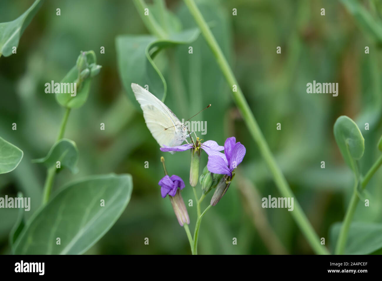 Kohlweißling auf Violett Kohl Blume Stockfoto