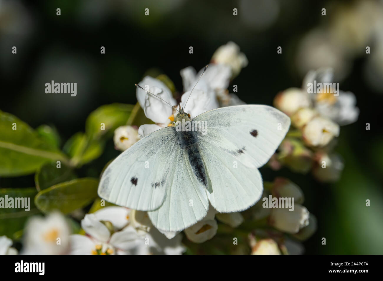 Kohlweißling auf mexikanische Orange Blumen im Frühling Stockfoto