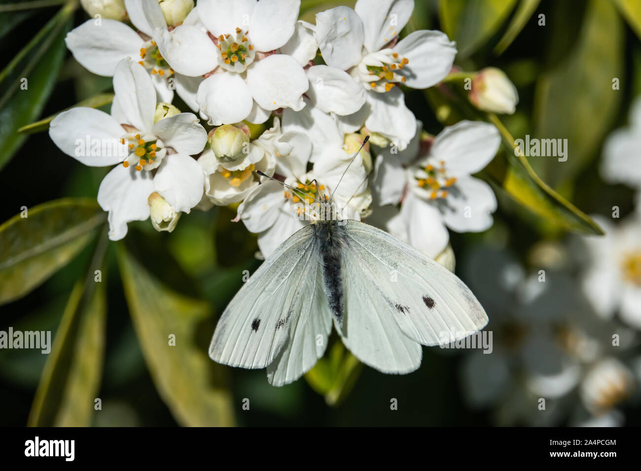 Kohlweißling auf mexikanische Orange Blumen im Frühling Stockfoto