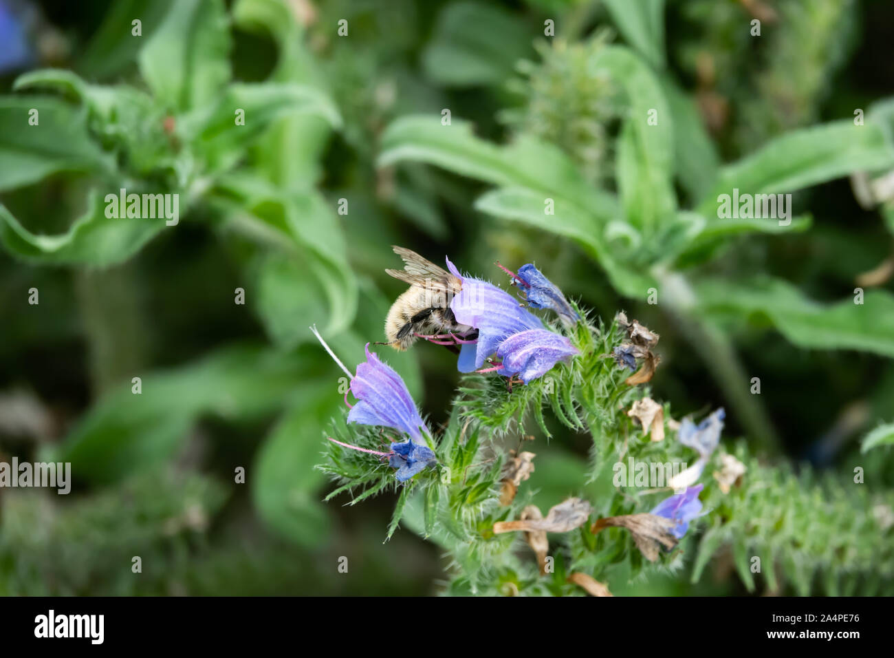 Heidelibelle auf der Viper Bugloss Blumen Stockfoto