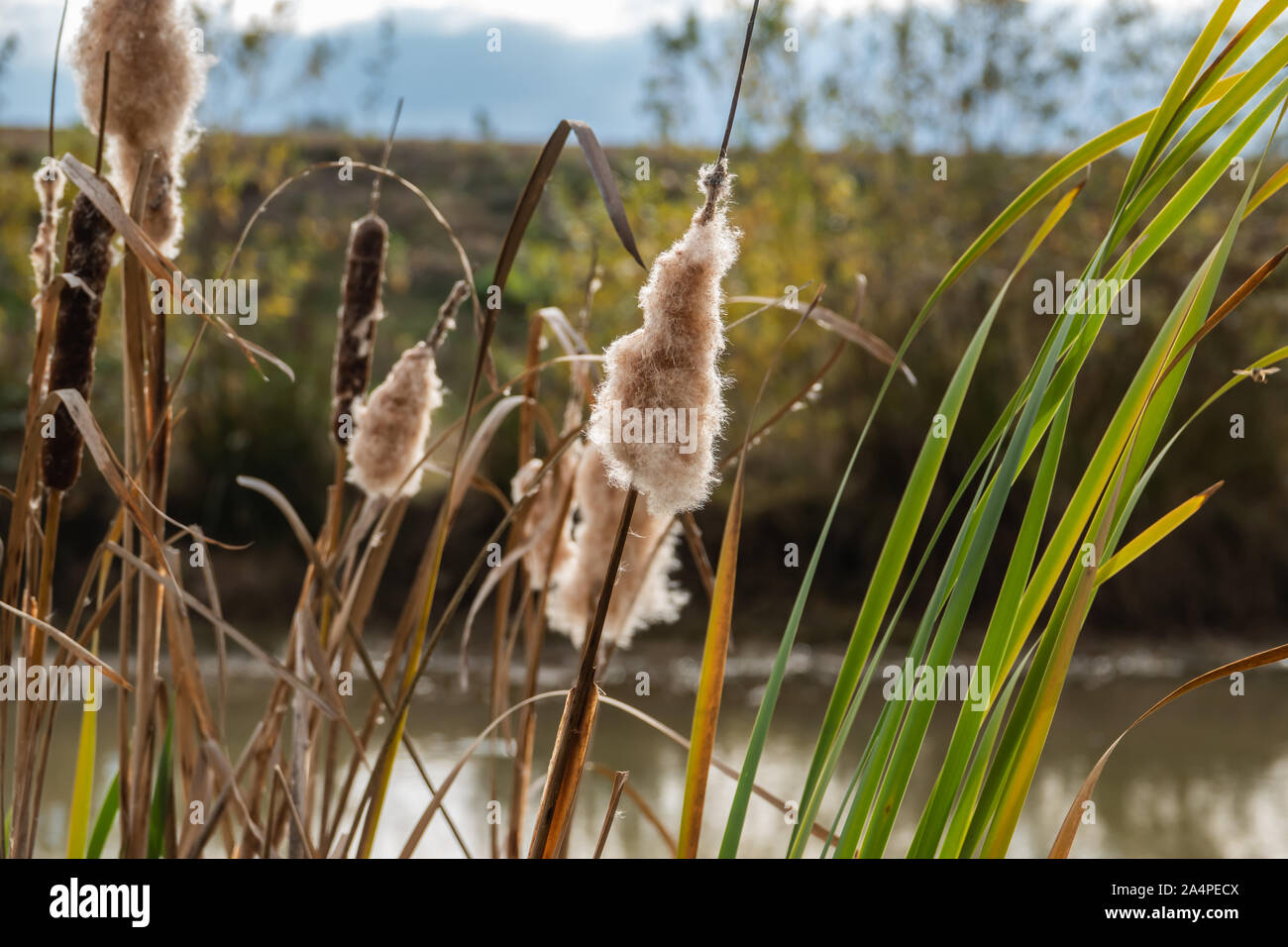 Cattail Früchte in den Teich im Herbst Stockfoto