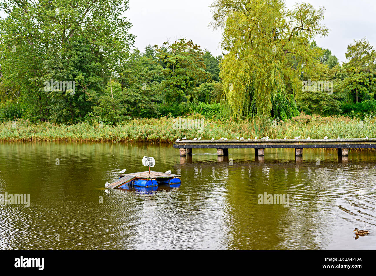 Teich mit einem Holzsteg und eine hölzerne Insel für Enten an einem regnerischen Tag in Bansin auf der Insel Usedom, Deutschland. Stockfoto
