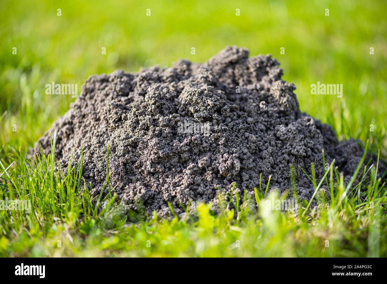 Maulwurfhügel. Beschädigte rasen Es ist Ergebnis der Europäische Maulwurf Aktivität. Dieser Schädling ist auch als Talpa Europaea bekannt. Stockfoto