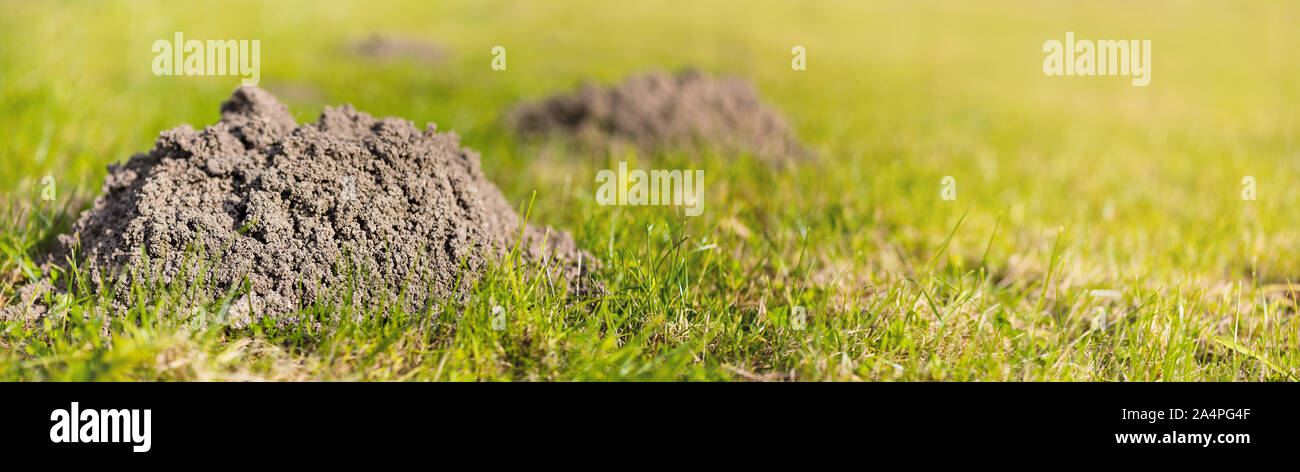 Maulwurfhügel auf Rasen im Garten. Beschädigte rasen. Beschädigte rasen. Aktivität der Europäische Maulwurf Pest. Auch als Talpa Europaea bekannt. Banner Format Stockfoto