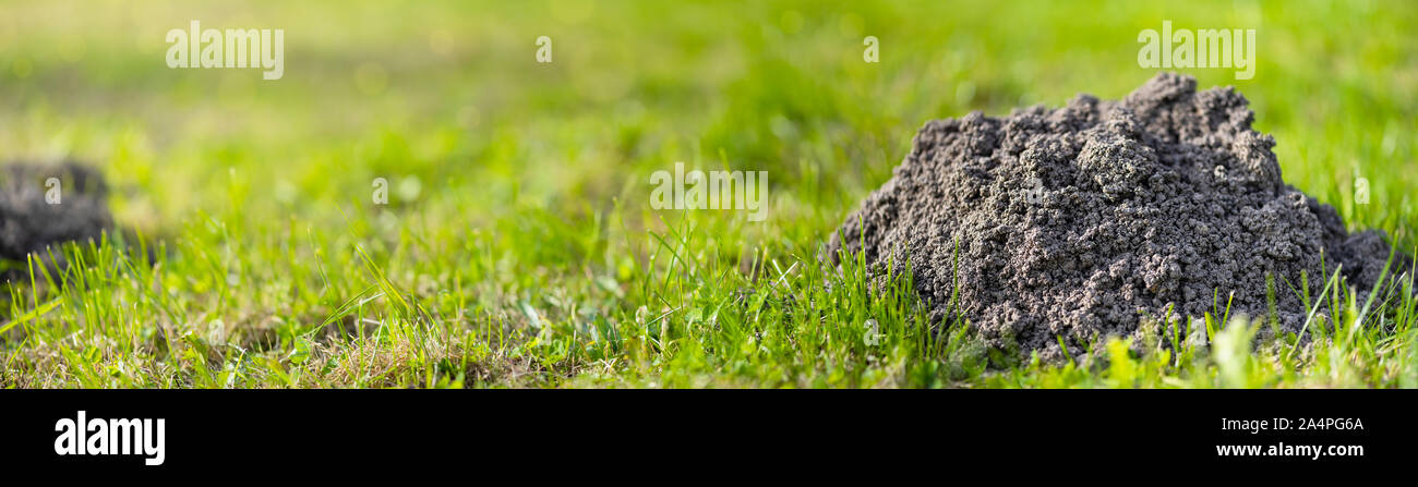 Maulwurfhügel auf Rasen im Hof. Beschädigte rasen. Beschädigte rasen. Aktivität der Europäische Maulwurf Pest. Auch als Talpa Europaea bekannt. Banner Format. Stockfoto