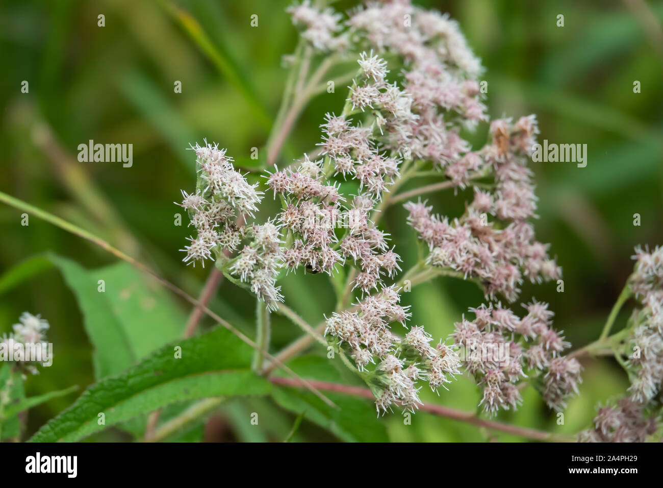 Gemeinsame Boneset Blumen in voller Blüte im Sommer Stockfoto