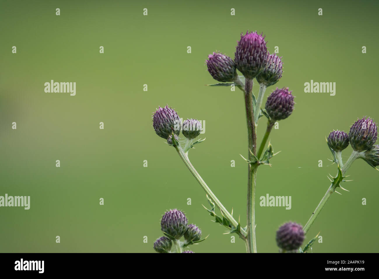 Creeping Thistle Knospen im Frühling Stockfoto