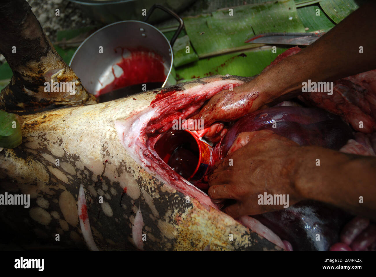 Menschen Blut Entleeren von einem neu geschlachtetes Schwein mit einem Plastikbecher, Honiara, Solomon Inseln. Stockfoto