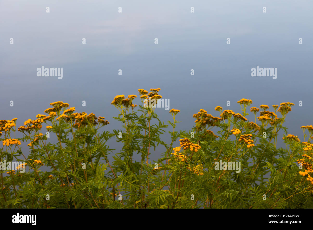 Gemeinsame Tansy Giftiges Unkraut entlang der Steveston waterfront vor dem Hintergrund eines wachsenden ruhig Fraser River. Stockfoto
