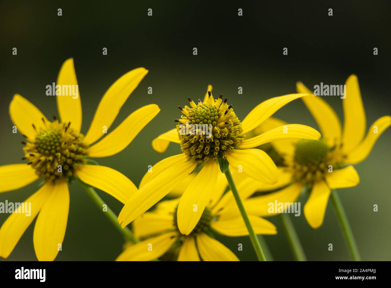 Cutleaf Coneflowers in voller Blüte Stockfoto