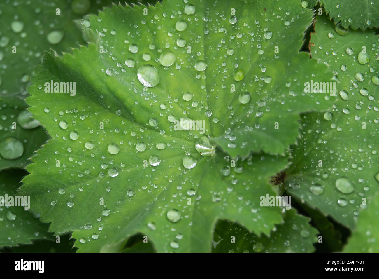 Regentropfen auf Frauenmantel Blätter im Frühling Stockfoto