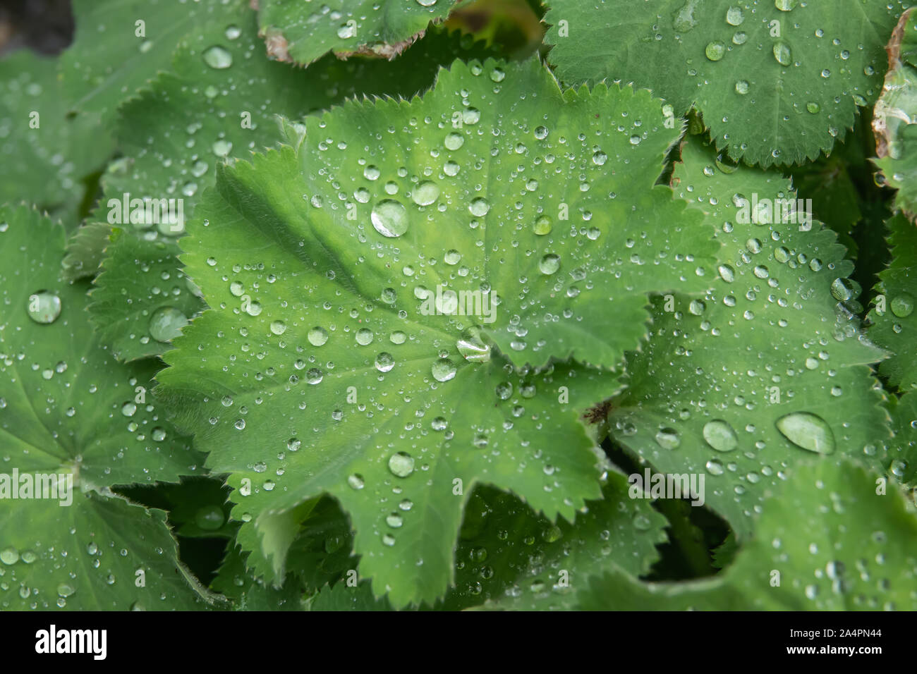 Regentropfen auf Frauenmantel Blätter im Frühling Stockfoto