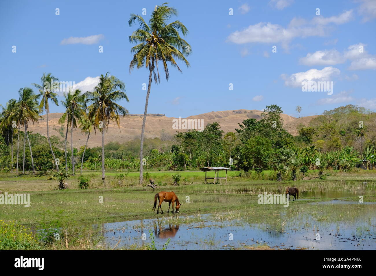 Indonesien Sumba - Reisfelder und Pferd horizontales Format Stockfoto