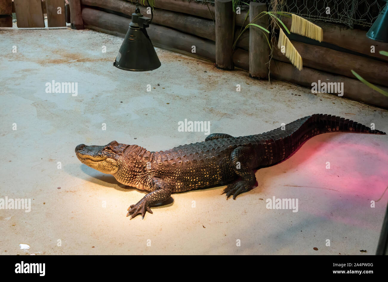 Volle Alligator unter einer Lampe Stockfoto