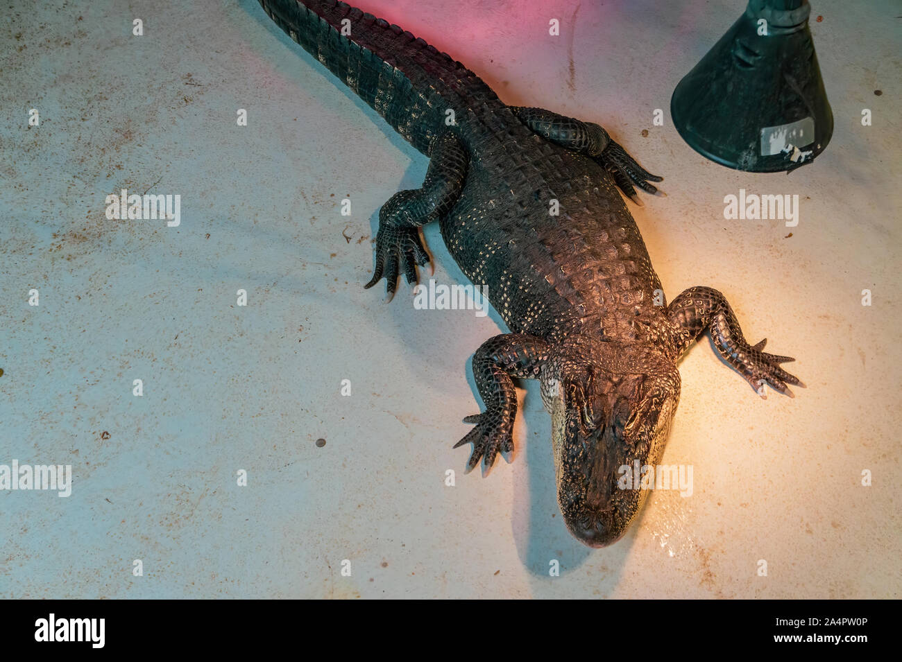 Alligator unter einer Lampe von oben gesehen Stockfoto