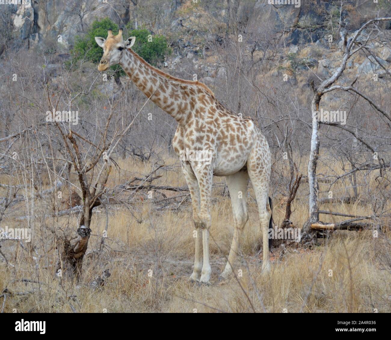 Junge leicht gekennzeichnet giraffe Beweidung in zwischen den Dorn Bäume im Krüger Nationalpark in Südafrika Stockfoto