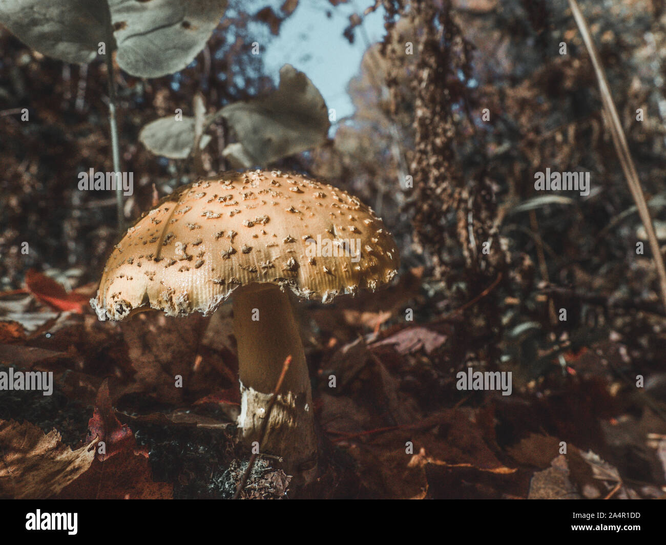 Pilze im Wald, Kanada Stockfoto