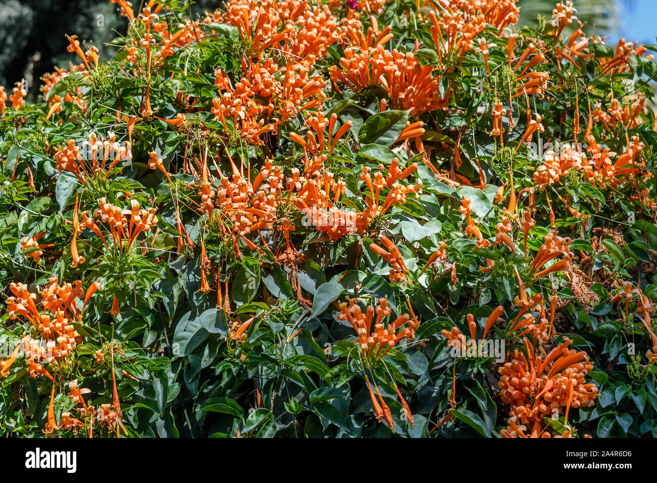 Orange Pyrostegia Venusta im Garten Stockfoto