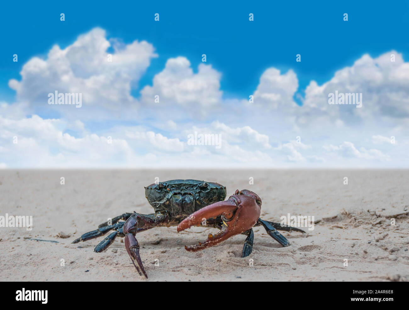 Feld Krabbe auf dem Sand mit unscharfen der schönen blauen Himmel und Wolken. Stockfoto