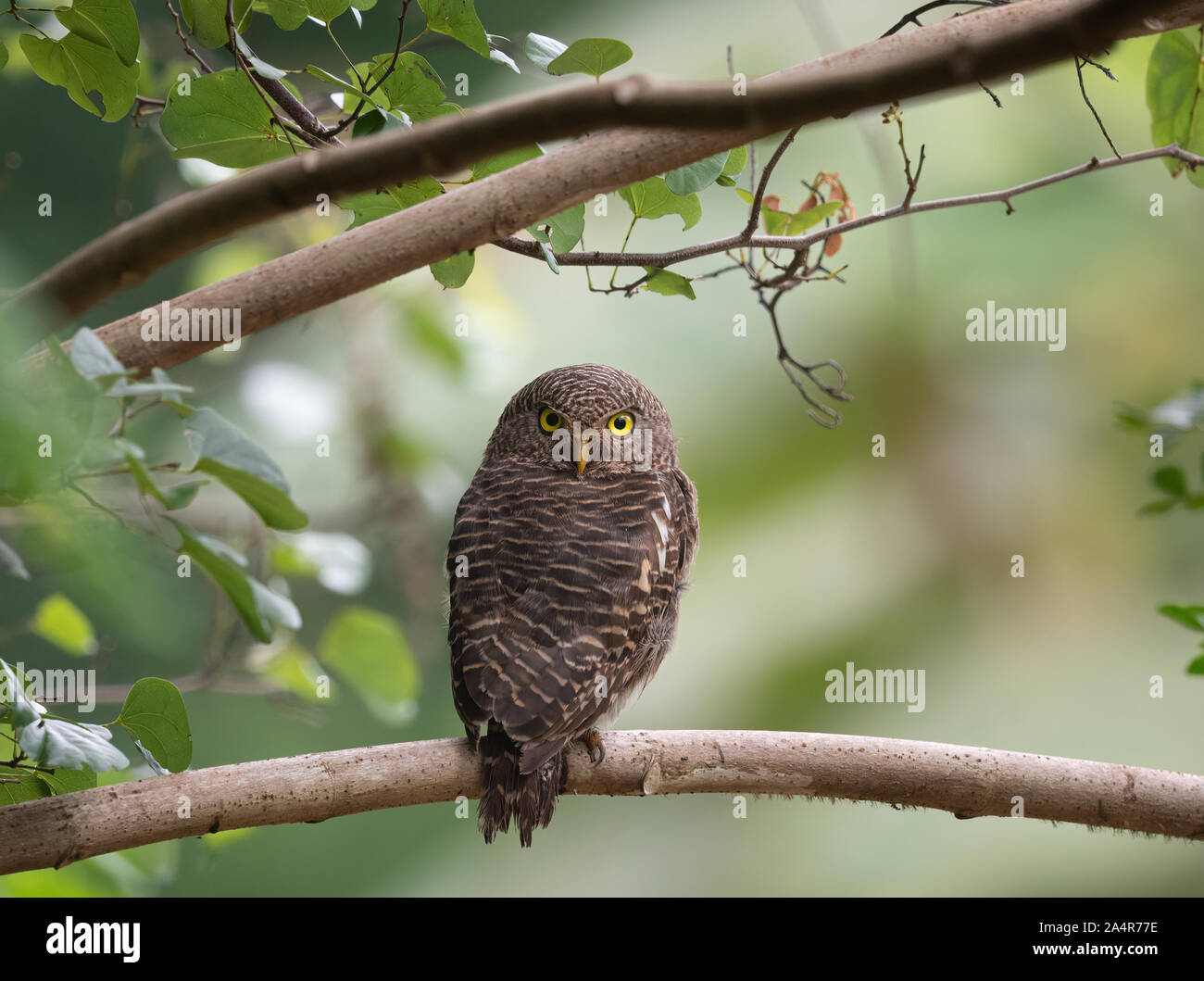 Die asiatische Gesperrt owlet (Glaucidium cuculoides) ist eine Art des echten Eule, wohnhaft in den nördlichen Teilen des indischen Subkontinents und Teile von Südosten Stockfoto