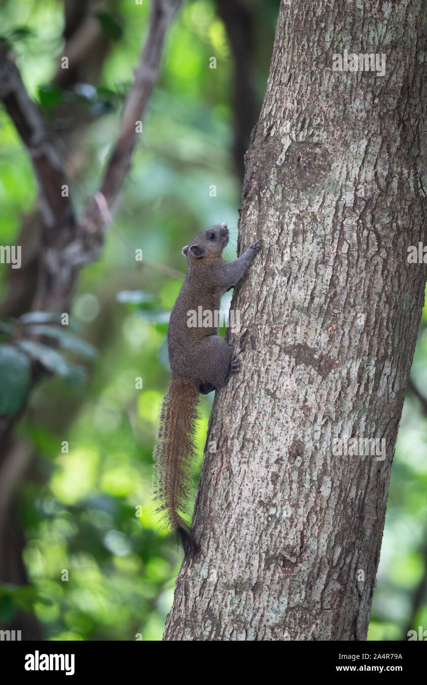 Die grau-bellied Eichhörnchen (Callosciurus caniceps) ist eine Nagetierart aus der Familie Sciuridae. Wie der Name vorgeschlagen, sein Bauch ist in der Regel grau, Stockfoto