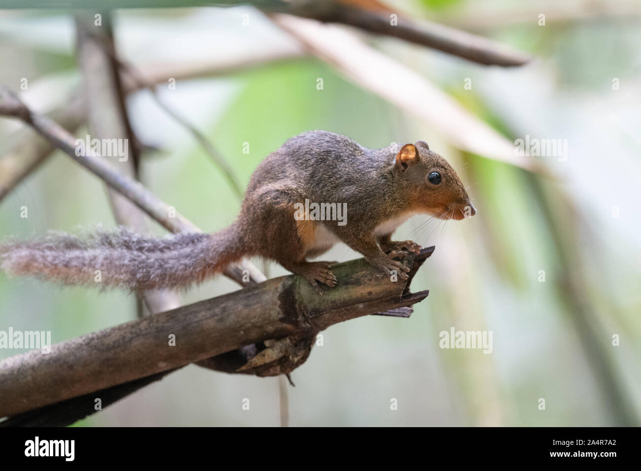 Die asiatische Rot ist Eichhörnchen (Dremomys rufigenis) ist eine Nagetierart aus der Familie Sciuridae. Es ist in Kambodscha, China, Indien, Laos, Malay gefunden Stockfoto
