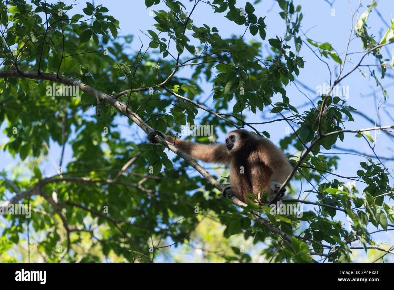 Die lar Gibbon (Hylobates lar), auch als die weisse Hand Gibbon bekannt, ist eine vom Aussterben bedrohte Primaten in der gibbon Familie Hylobatidae. Stockfoto