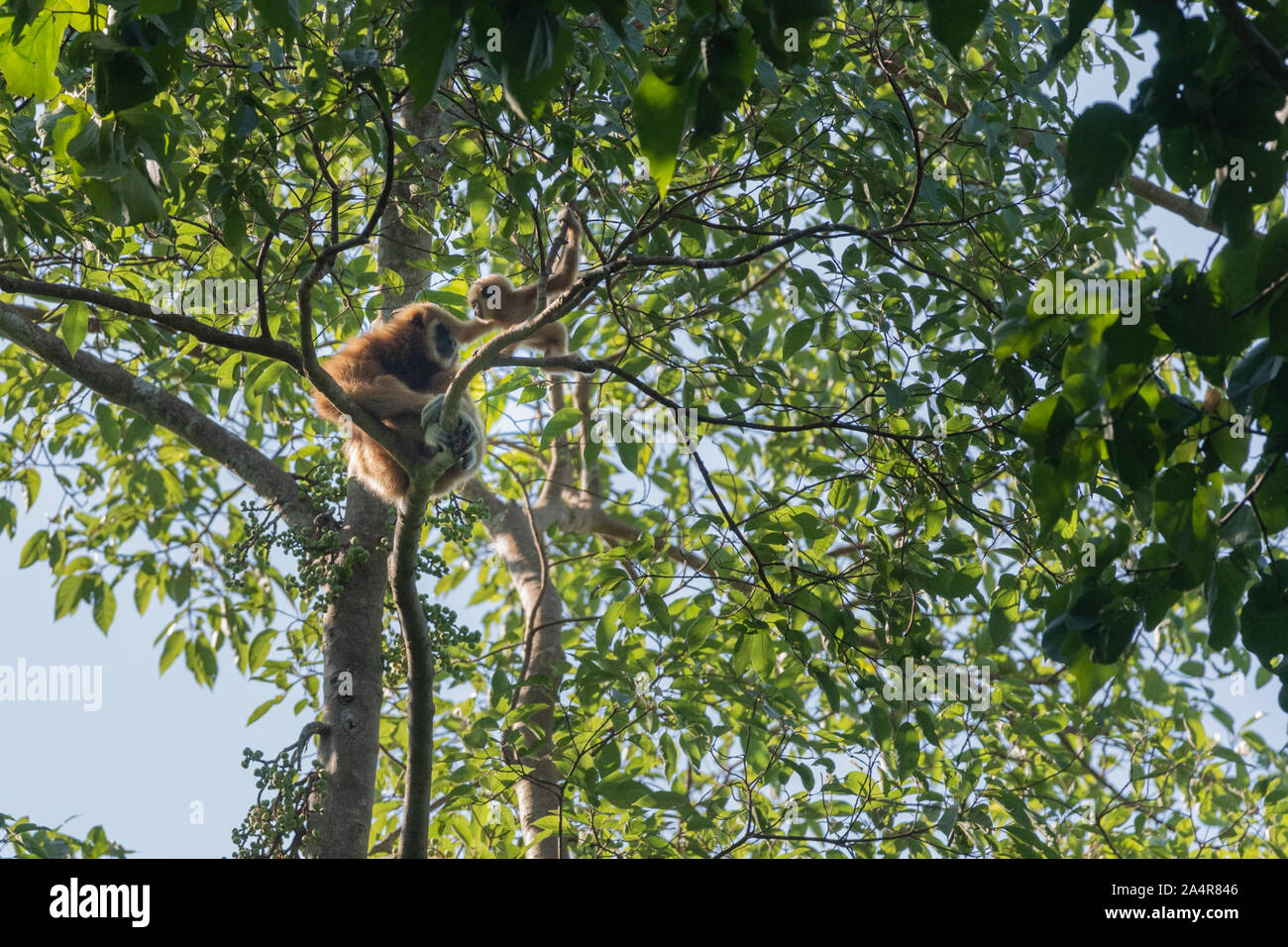 Die lar Gibbon (Hylobates lar), auch als die weisse Hand Gibbon bekannt, ist eine vom Aussterben bedrohte Primaten in der gibbon Familie Hylobatidae. Stockfoto