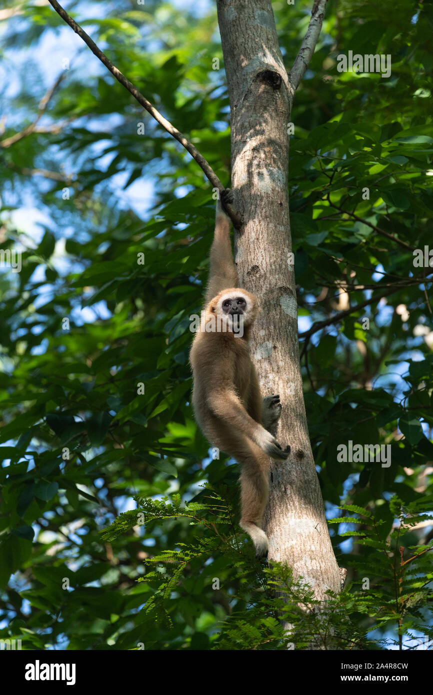 Die lar Gibbon (Hylobates lar), auch als die weisse Hand Gibbon bekannt, ist eine vom Aussterben bedrohte Primaten in der gibbon Familie Hylobatidae. Stockfoto