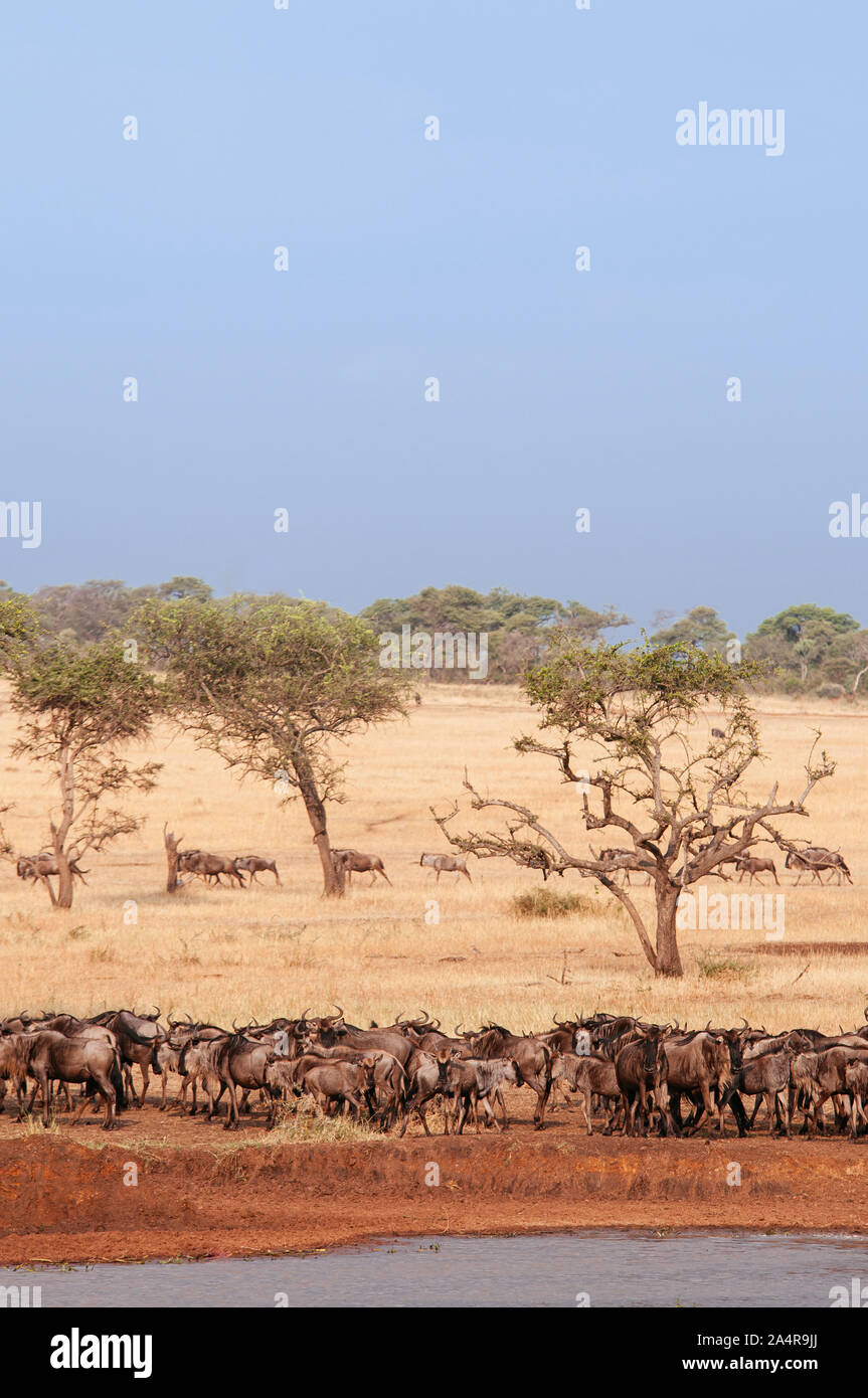 Herde der Afrikanischen Gnus in Golden Gras Wiese in der Nähe von Fluss der Serengeti Grumeti reserve Savanne Wald in Abend-afrikanischen Tanzania Safari Wildlife Stockfoto